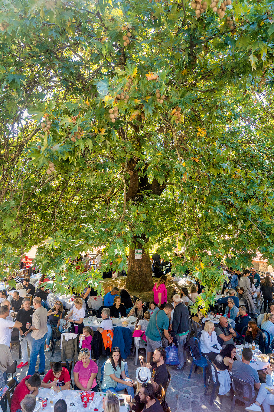 Κυνηγοί μανιταριών στην ορεινή Αχαΐα-5