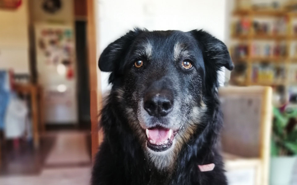 h-ζωή-και-ο-θάνατος-ενός-τετράποδου-και-562157740