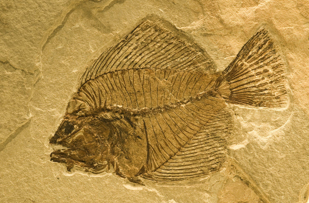 το-πρώτο-ψάρι-ψήθηκε-πριν-780-000-χρόνια-562137826