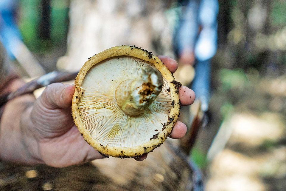 Κυνηγοί μανιταριών στην ορεινή Αχαΐα-3