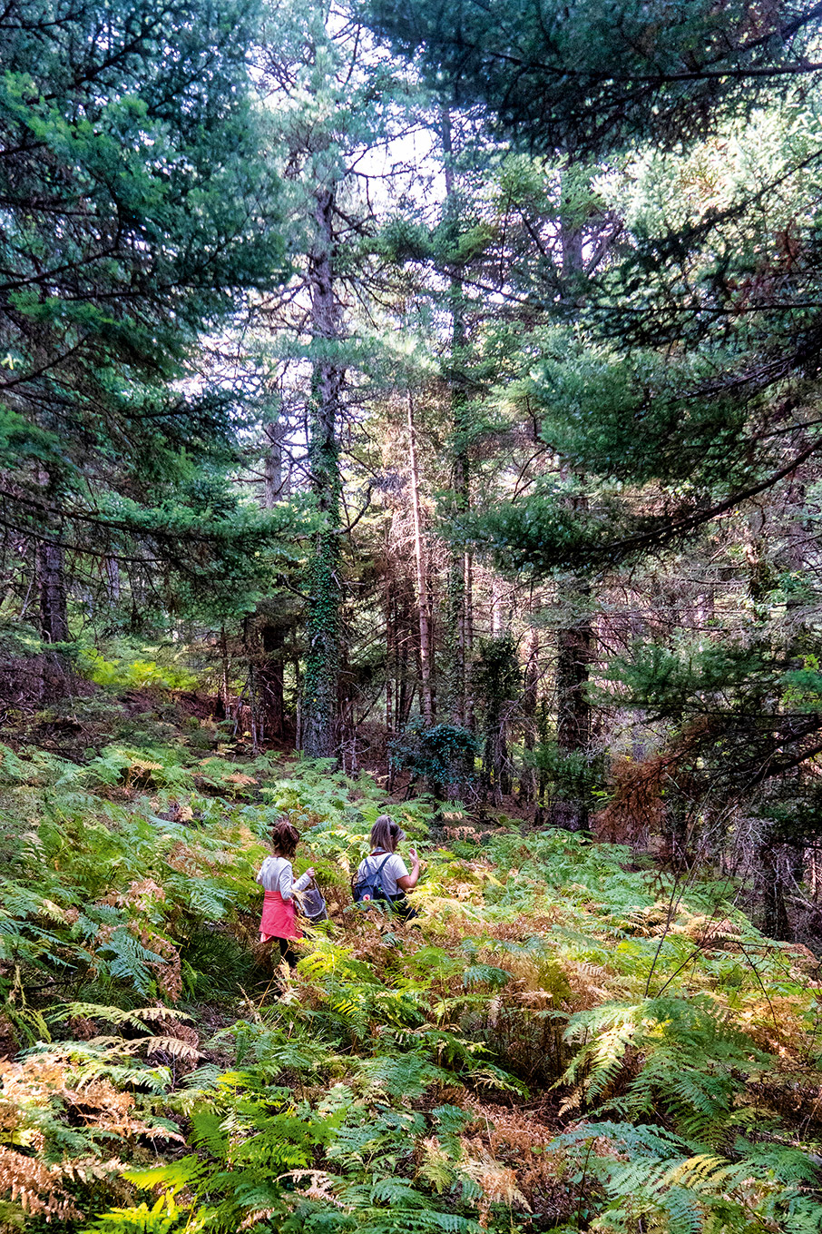 Κυνηγοί μανιταριών στην ορεινή Αχαΐα-1