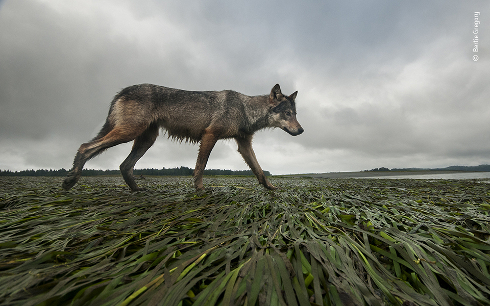 Τα κορυφαία κλικ της φύσης για το 2022-19