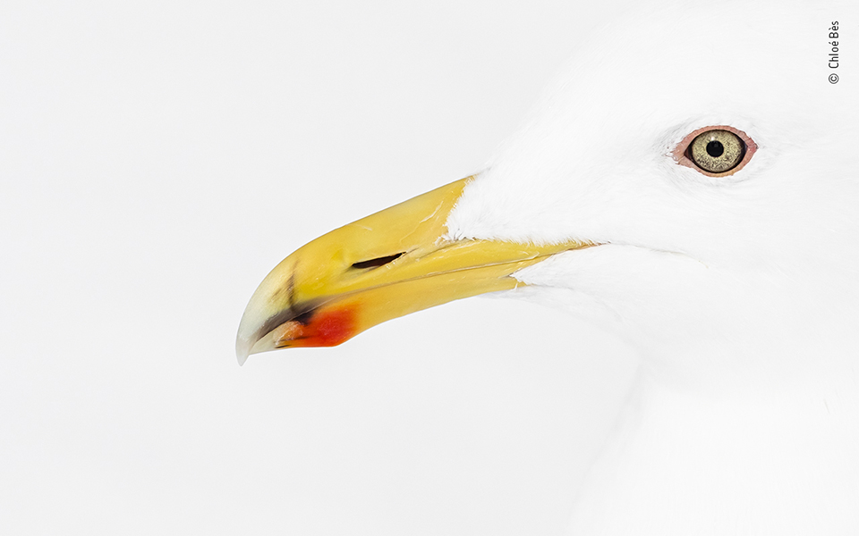 Τα κορυφαία κλικ της φύσης για το 2022-15