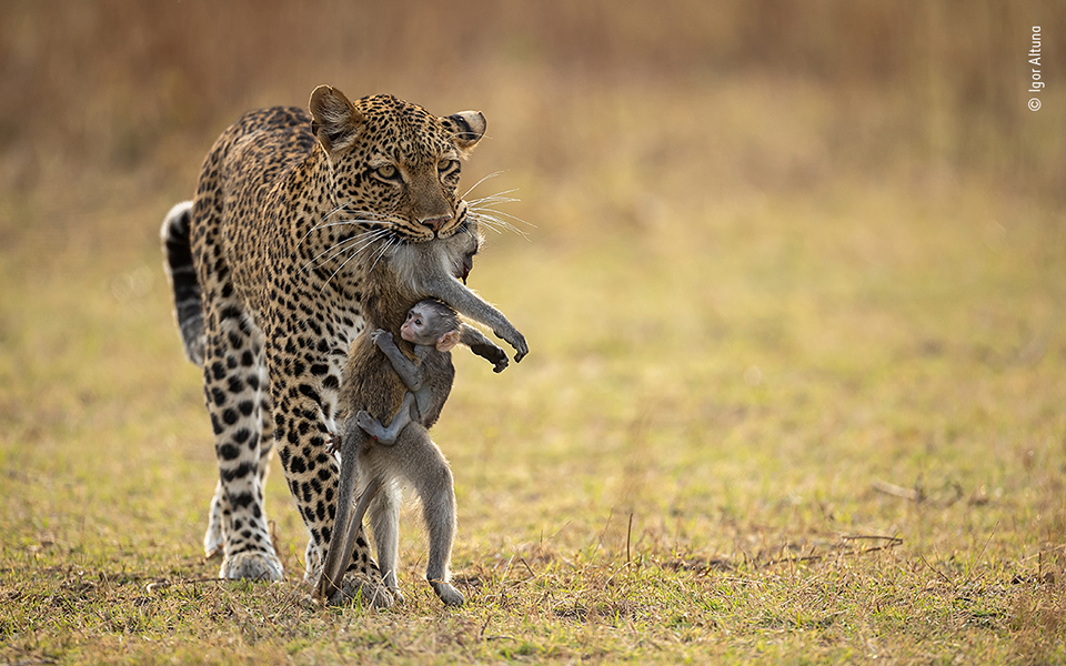 Τα κορυφαία κλικ της φύσης για το 2022-16