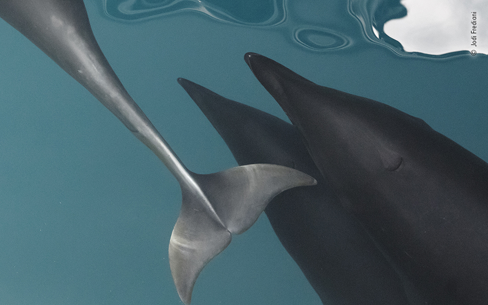 Τα κορυφαία κλικ της φύσης για το 2022-17