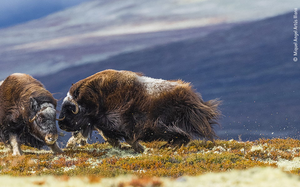 Τα κορυφαία κλικ της φύσης για το 2022-12