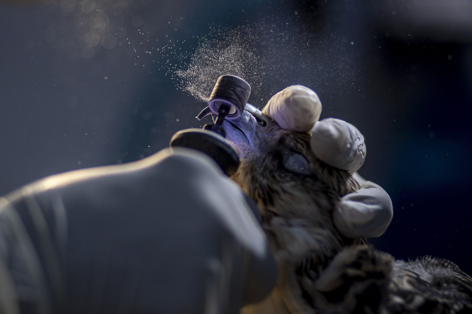 περιποίηση-562178887