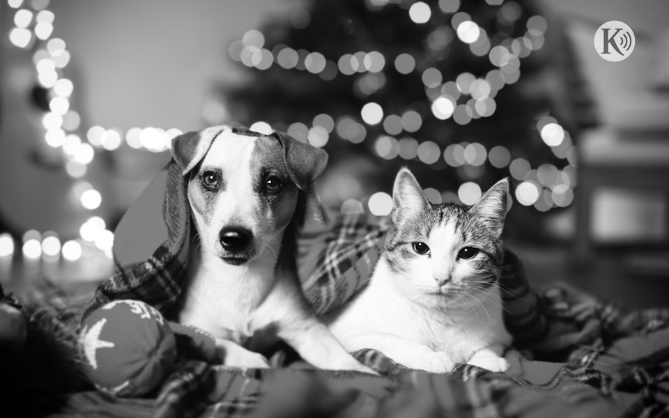 ράδιο-κ-αγάπη-με-τρίχωμα-και-ουρά-562202716