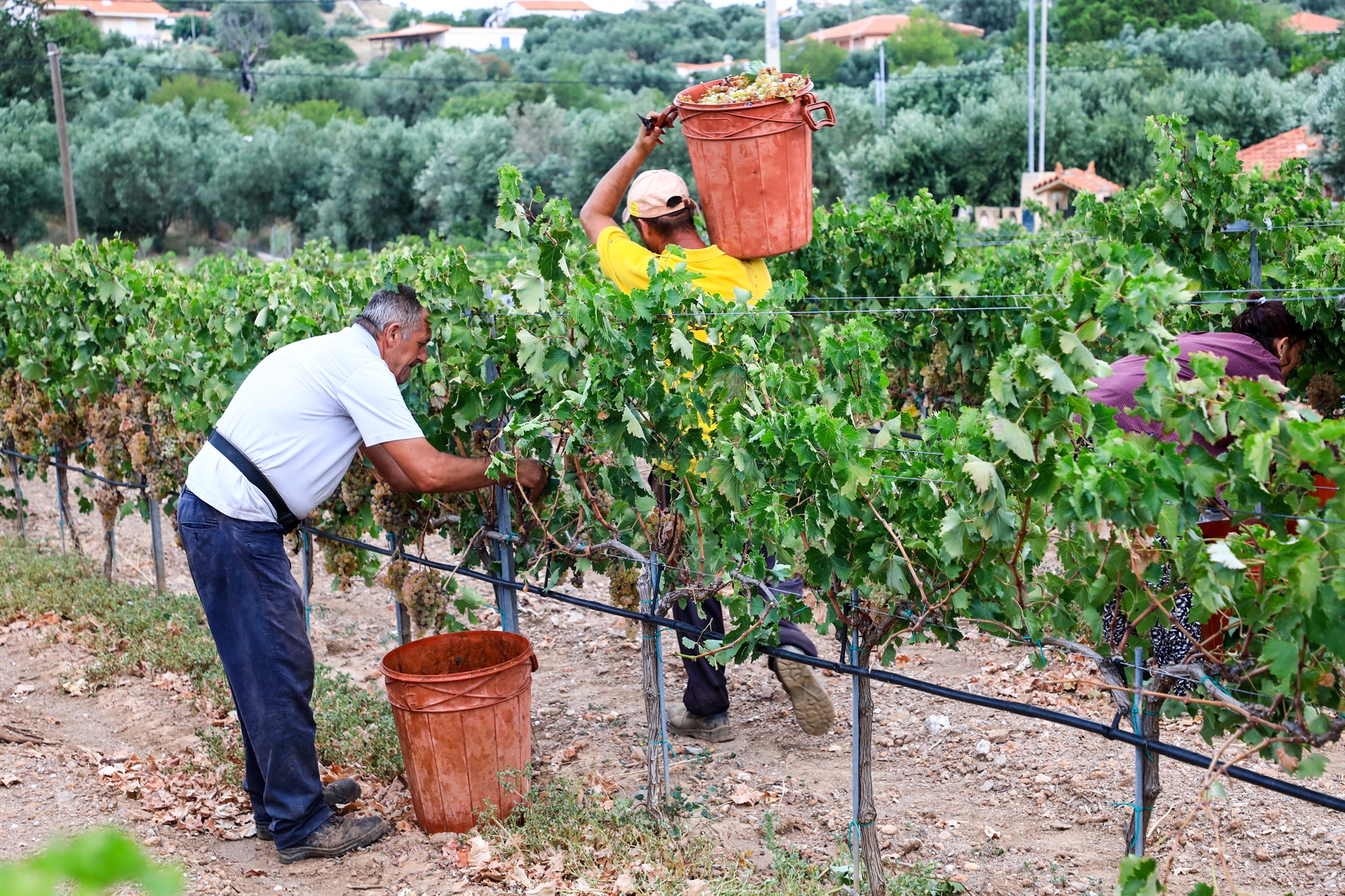 SOS από τον αττικό αμπελώνα-1
