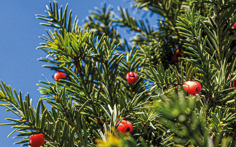 ίταμος-ή-αλλιώς-το-δέντρο-του-θανάτου-562186897