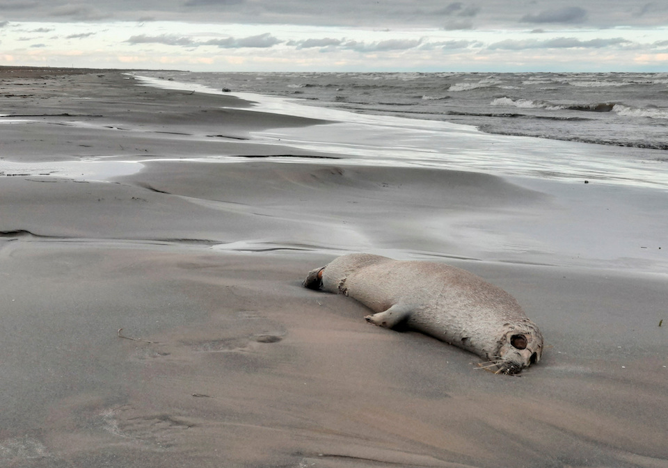ρωσία-χιλιάδες-φώκιες-νεκρές-στις-όχθ-562171162