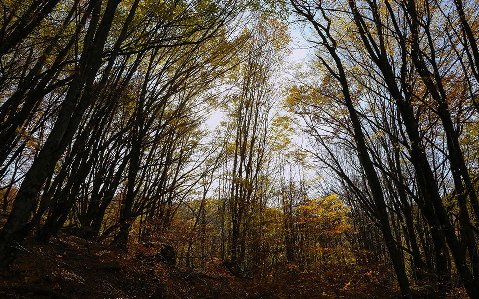 δασικοί-χάρτες-αναλυτικός-οδηγός-για-562203760