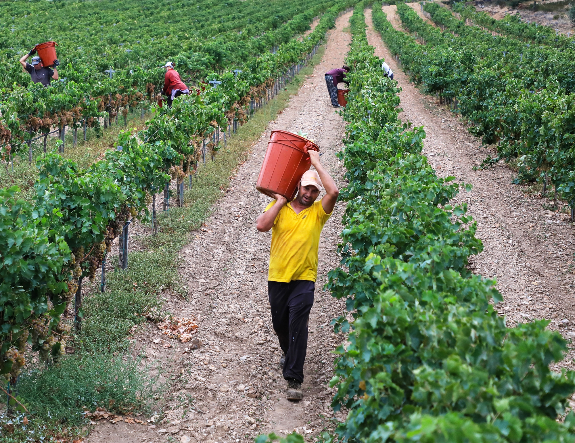 sos-από-τον-αττικό-αμπελώνα-562193926