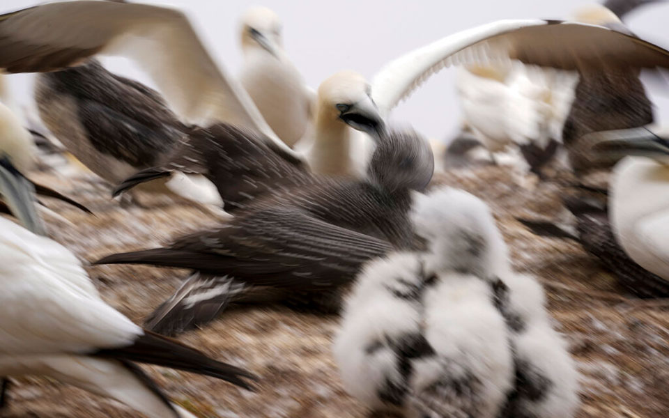 Μαθήματα συντροφικότητας από τα θαλασσοπούλια-3