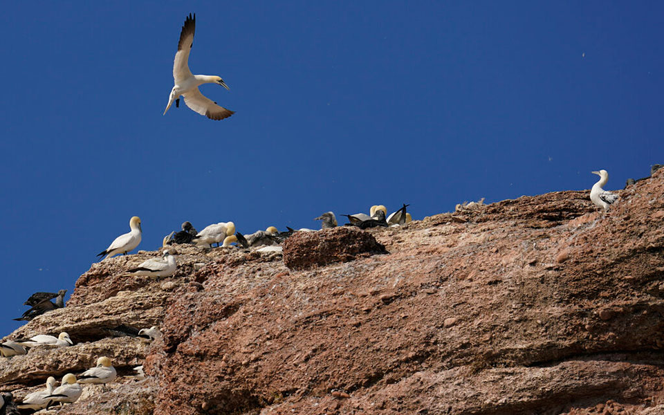 Μαθήματα συντροφικότητας από τα θαλασσοπούλια-8