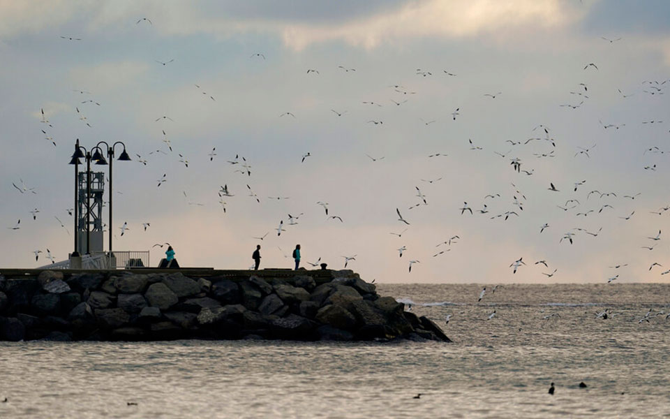 Μαθήματα συντροφικότητας από τα θαλασσοπούλια-1