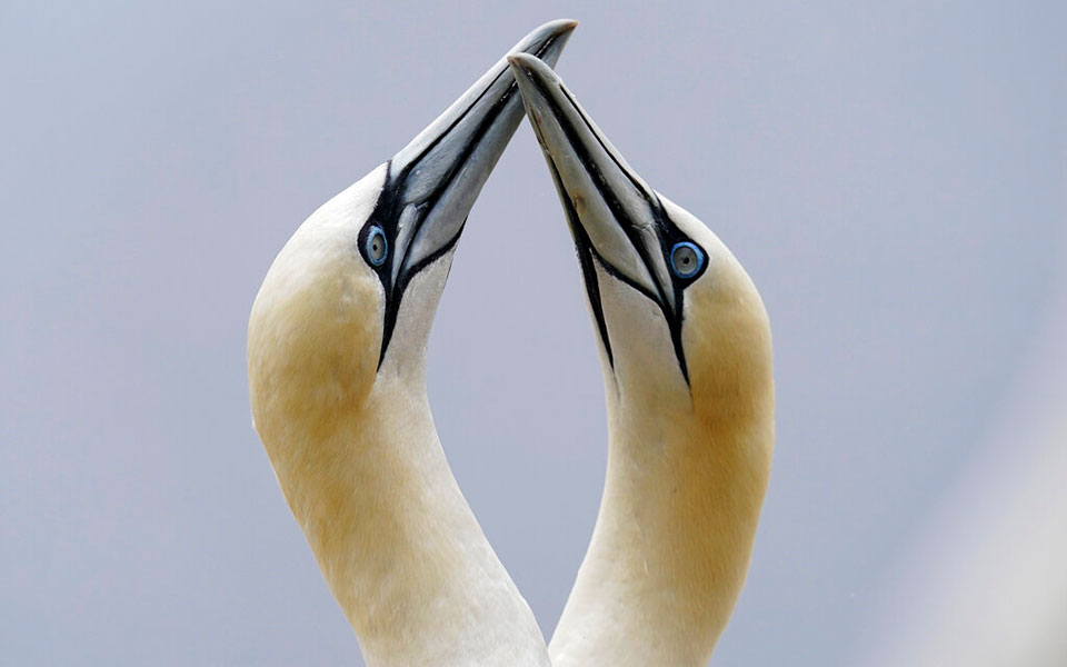 μαθήματα-συντροφικότητας-από-τα-θαλα-562170559