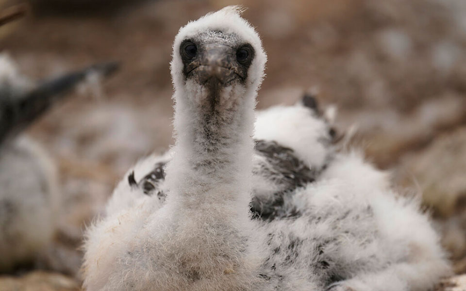Μαθήματα συντροφικότητας από τα θαλασσοπούλια-6