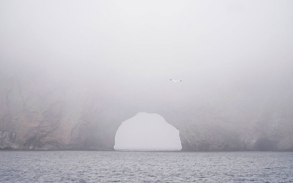 Μαθήματα συντροφικότητας από τα θαλασσοπούλια-7