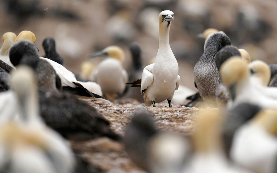 Μαθήματα συντροφικότητας από τα θαλασσοπούλια-5