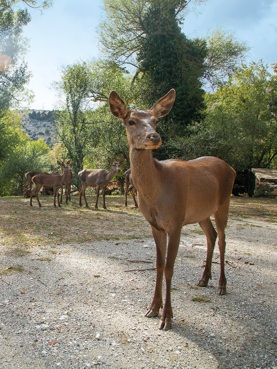 Πάρνηθα: Πέντε πεζοπορικές διαδρομές για σύντομες αποδράσεις στο δάσος-5