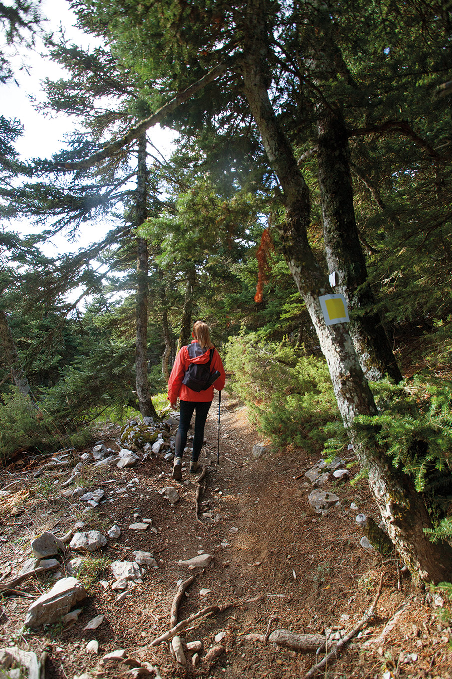 Πάρνηθα: Πέντε πεζοπορικές διαδρομές για σύντομες αποδράσεις στο δάσος-1