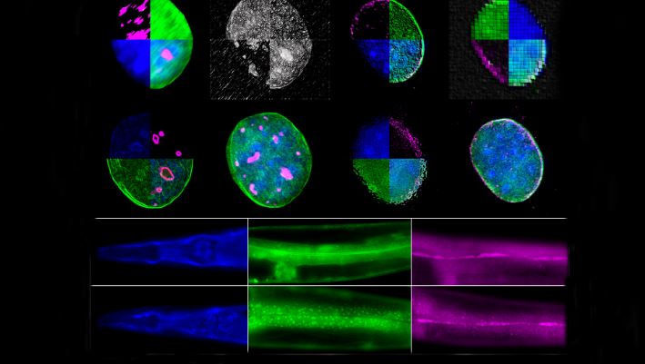 Έρευνα-Πανεπιστήμιο Κρήτης: Μοριακός μηχανισμός ρυθμίζει τη γήρανση και την αναπαραγωγή-2