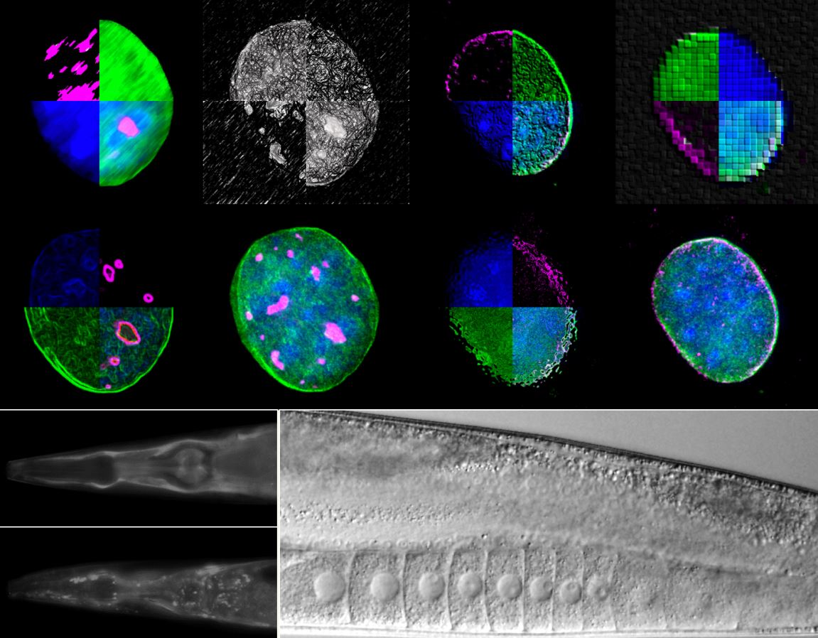 Έρευνα-Πανεπιστήμιο Κρήτης: Μοριακός μηχανισμός ρυθμίζει τη γήρανση και την αναπαραγωγή-1