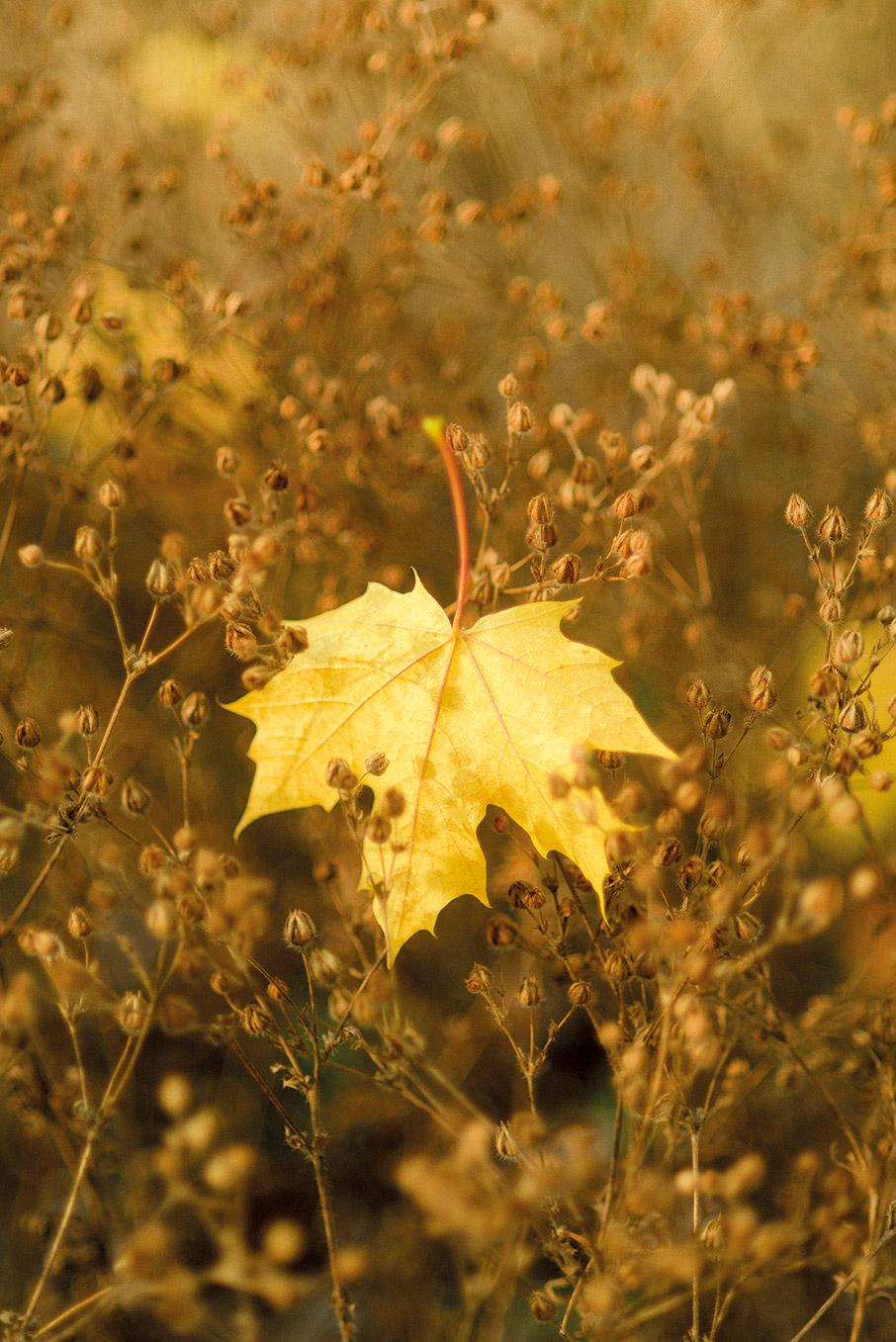 Μια συναρπαστική έρευνα: Επικοινωνούν τα δέντρα μεταξύ τους;-2