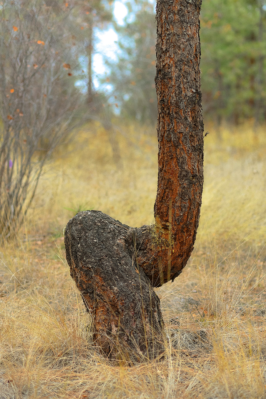 Μια συναρπαστική έρευνα: Επικοινωνούν τα δέντρα μεταξύ τους;-6