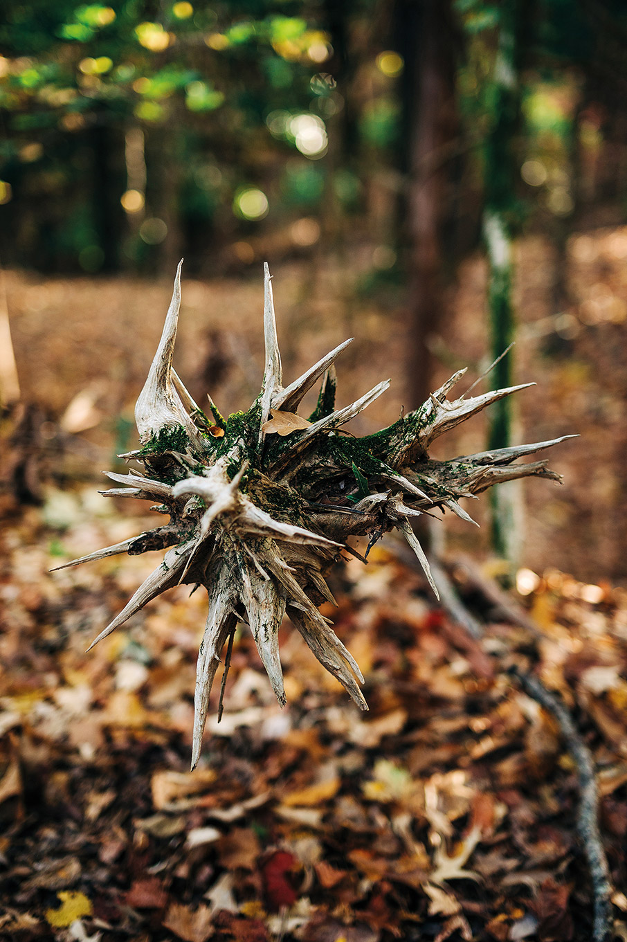 Μια συναρπαστική έρευνα: Επικοινωνούν τα δέντρα μεταξύ τους;-5