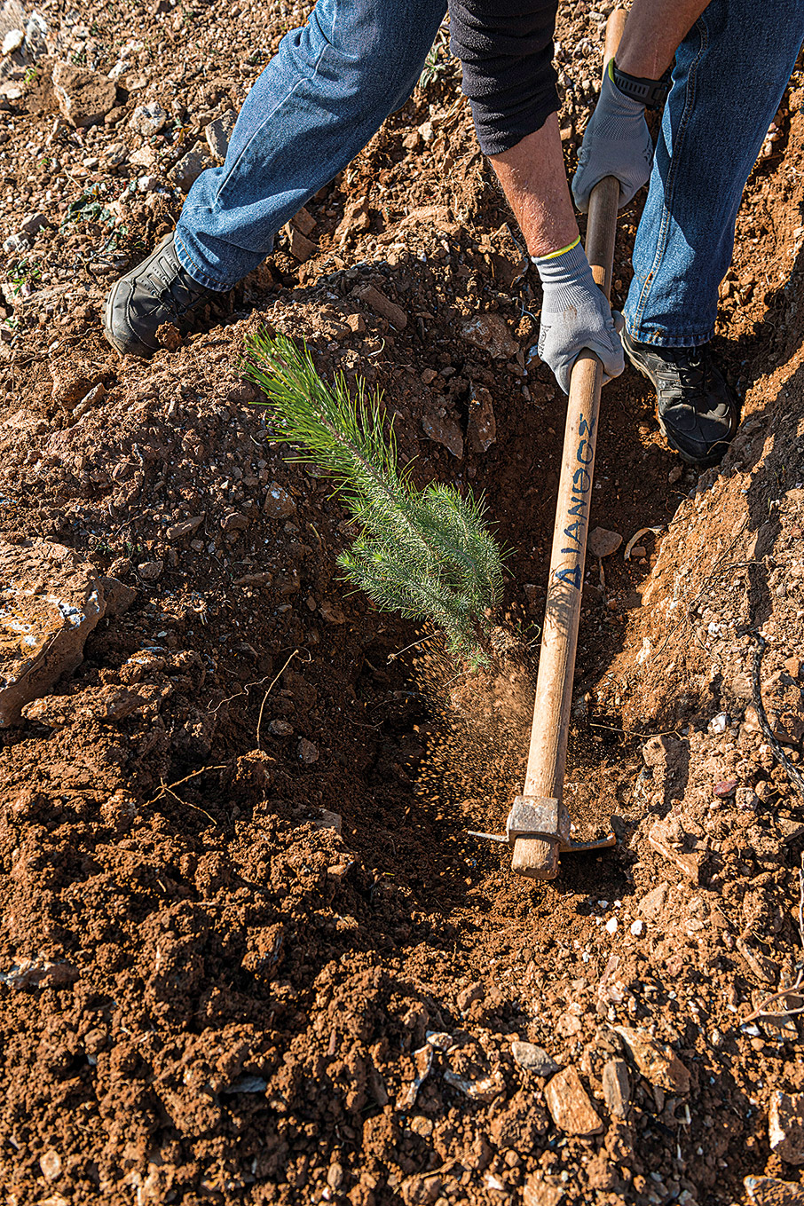 Πόσα δέντρα φυτέψατε σήμερα;-1