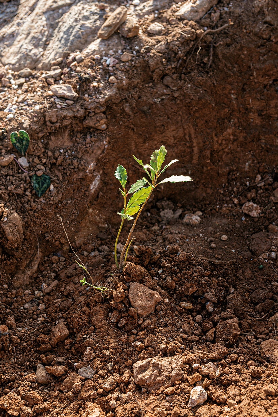 Πόσα δέντρα φυτέψατε σήμερα;-2