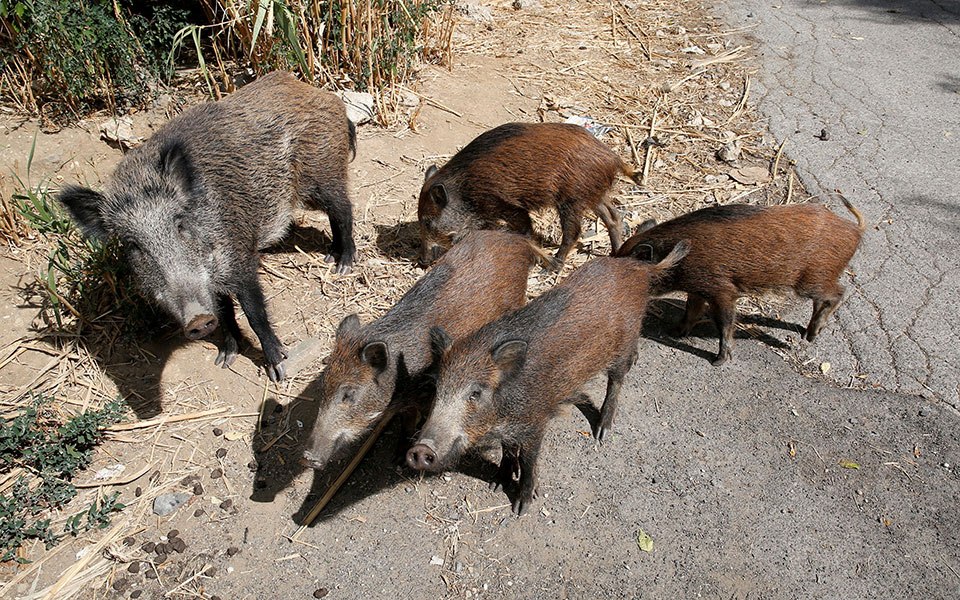 γιατί-τα-αγριογούρουνα-είναι-ακόμη-ρ-562197070