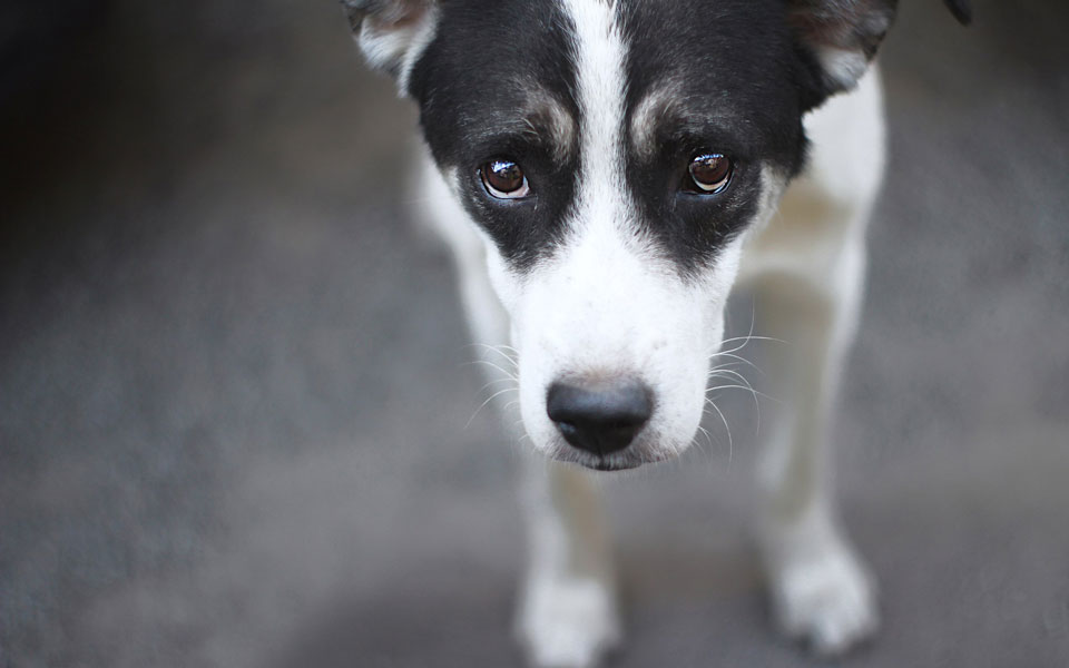 χριστουγεννιάτικο-bazaar-από-το-stray-gr-για-τη-στ-562172488
