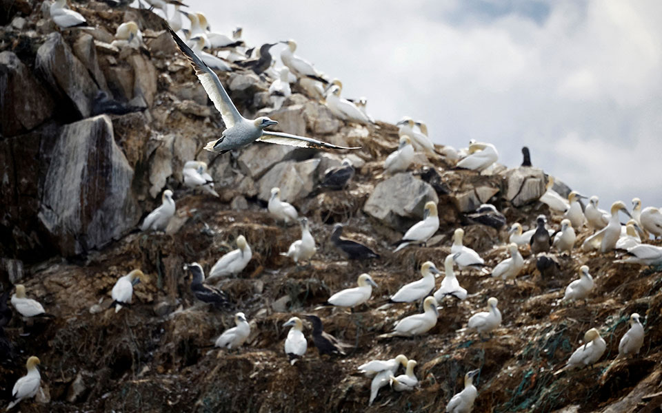 γρίπη-των-πτηνών-η-γαλλία-θέτει-ως-στόχ-562199260