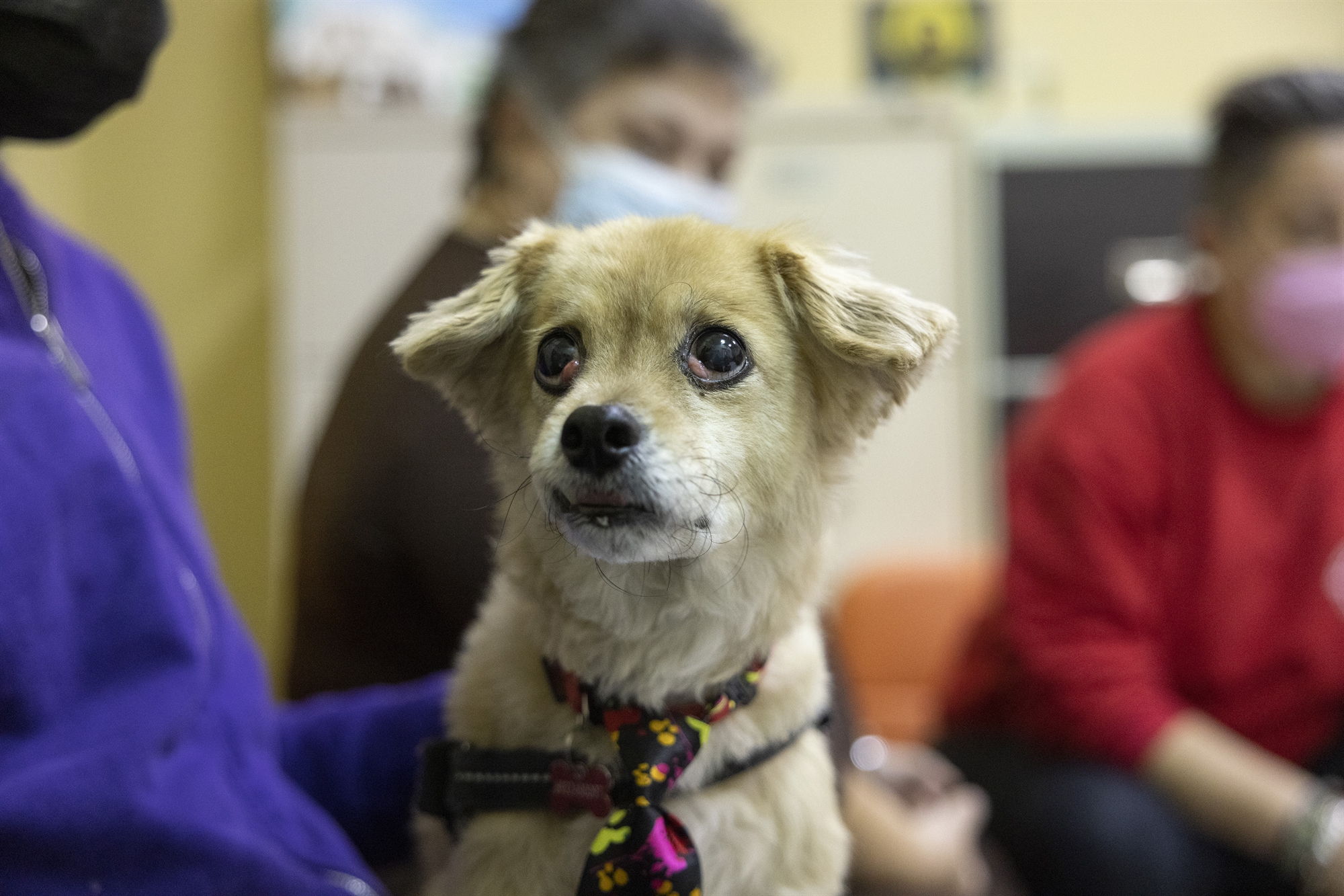 Το θαύμα των αδέσποτων θεραπευτών-3