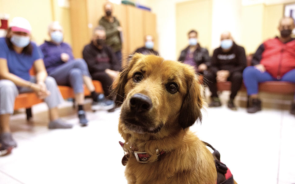το-θαύμα-των-αδέσποτων-θεραπευτών-562192066