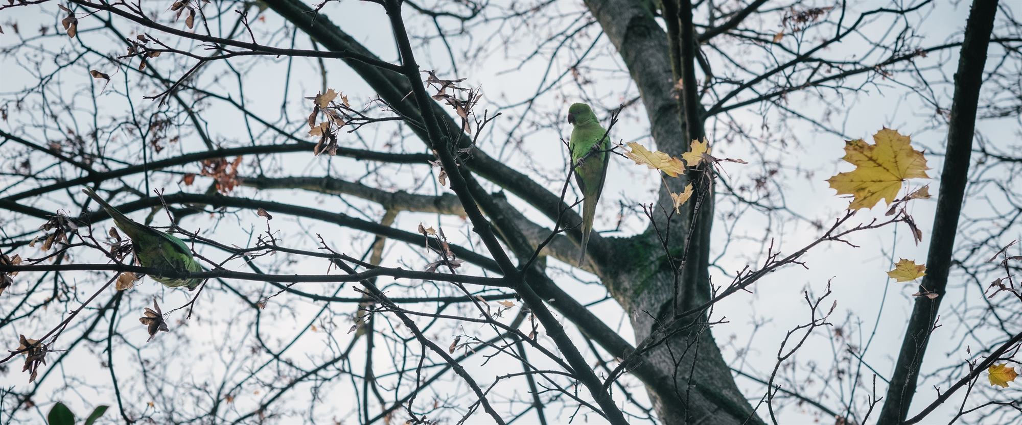παρίσι-ένα-κοιμητήριο-καταφύγιο-για-τ-562205716