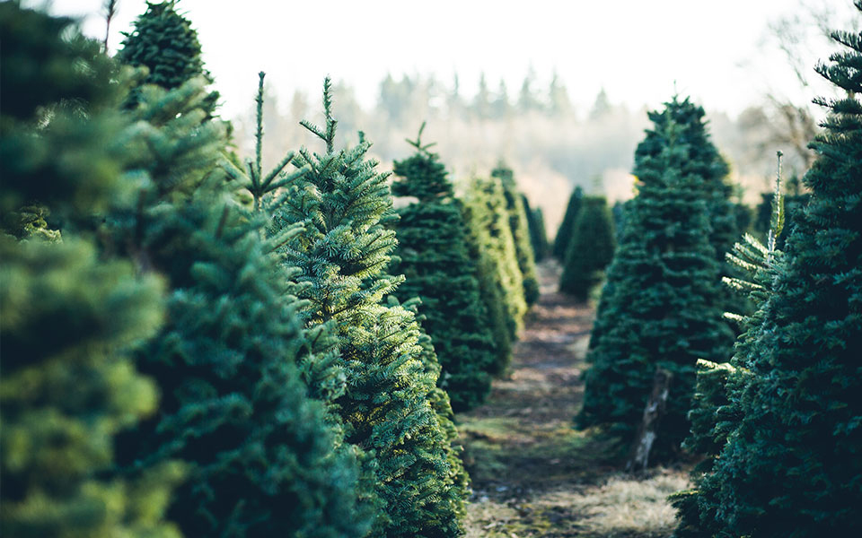 ω-έλατο-ω-φυσικό-έλατο-οδηγός-αγοράς-562174540