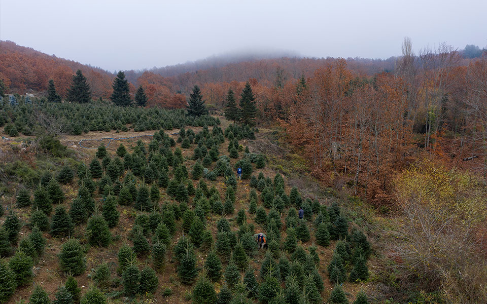 Ω έλατο, ω φυσικό έλατο! – Οδηγός αγοράς με τιμές και συμβουλές για τη διατήρησή του-2