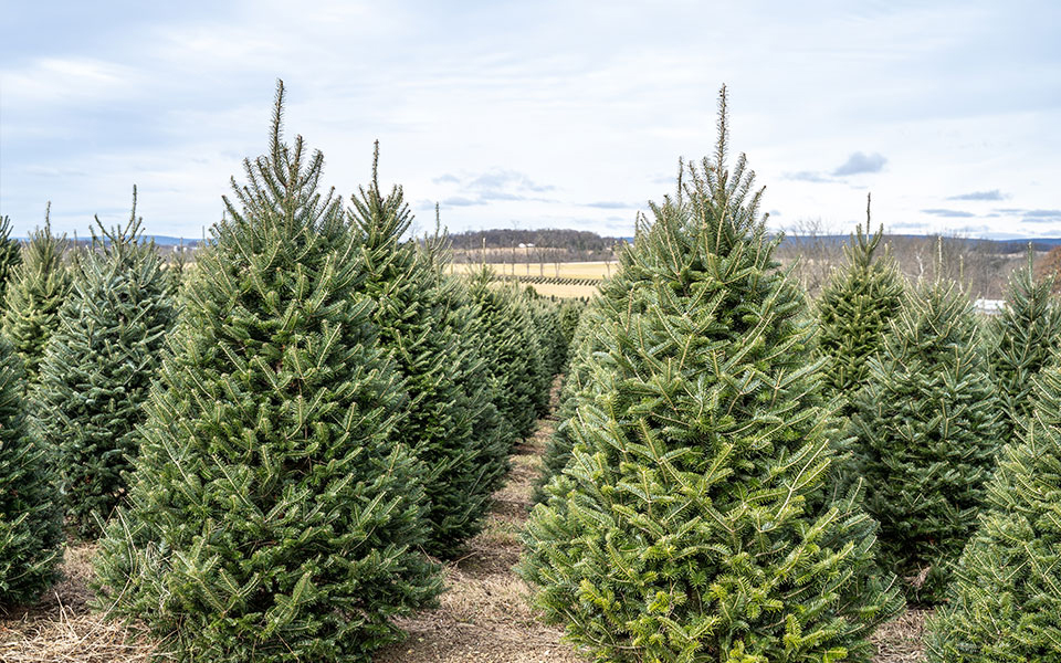 Ω έλατο, ω φυσικό έλατο! – Οδηγός αγοράς με τιμές και συμβουλές για τη διατήρησή του-1