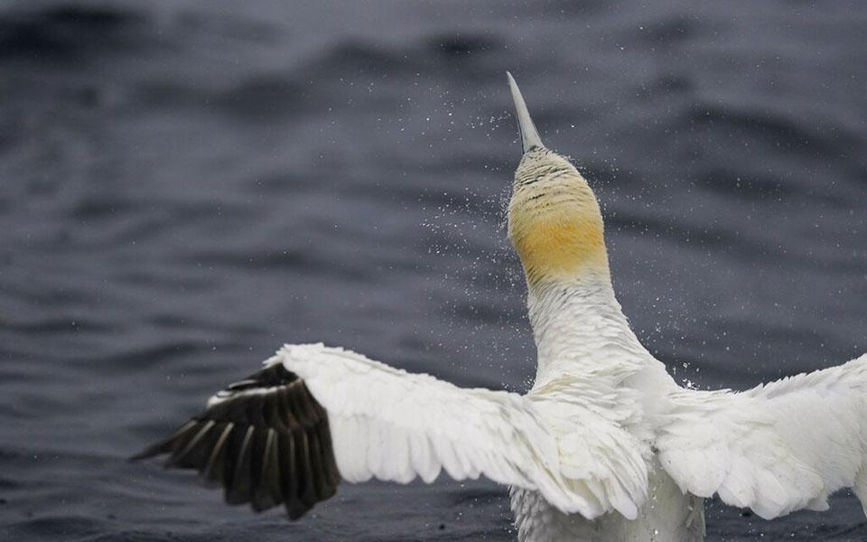 Μαθήματα συντροφικότητας από τα θαλασσοπούλια-9