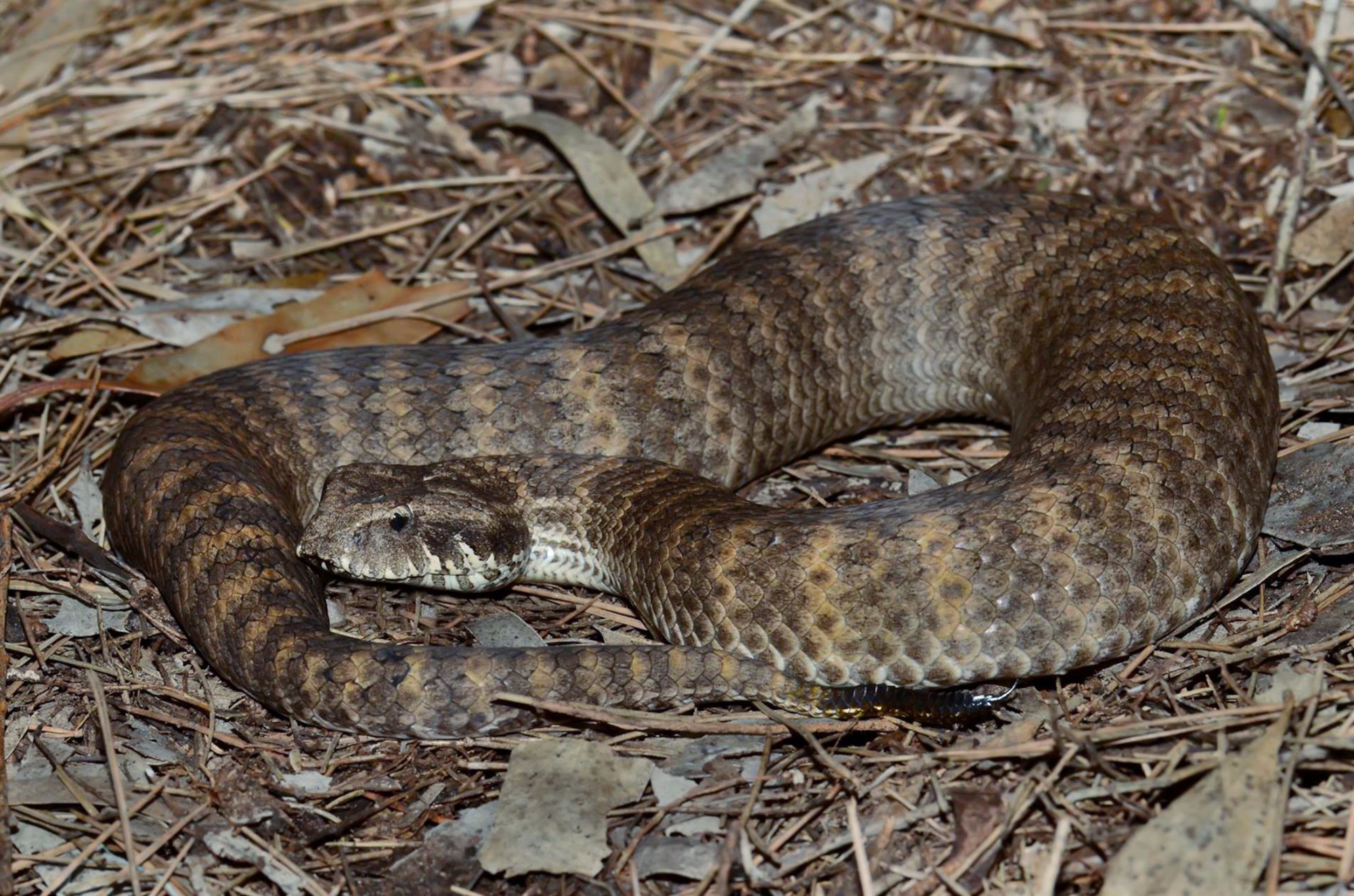 και-τα-θηλυκά-φίδια-απολαμβάνουν-το-σε-562186153
