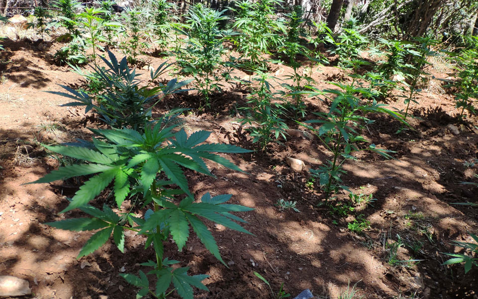 φυτεία-κάνναβης-στην-μάνδρα-αττικής-562192258