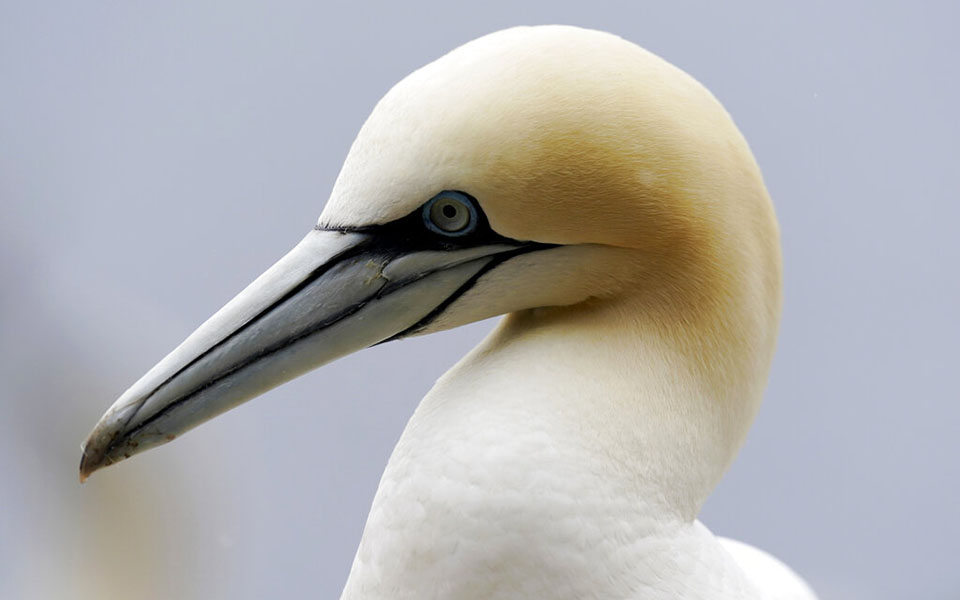 Μαθήματα συντροφικότητας από τα θαλασσοπούλια-2