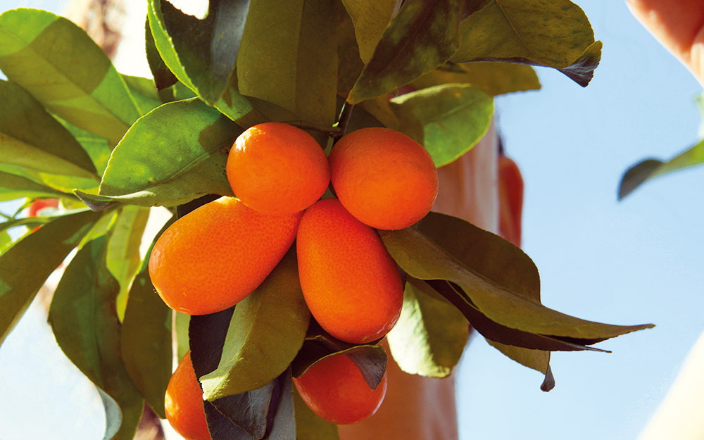 κουμκουάτ-κάτι-παραπάνω-από-λικέρ-και-562219216