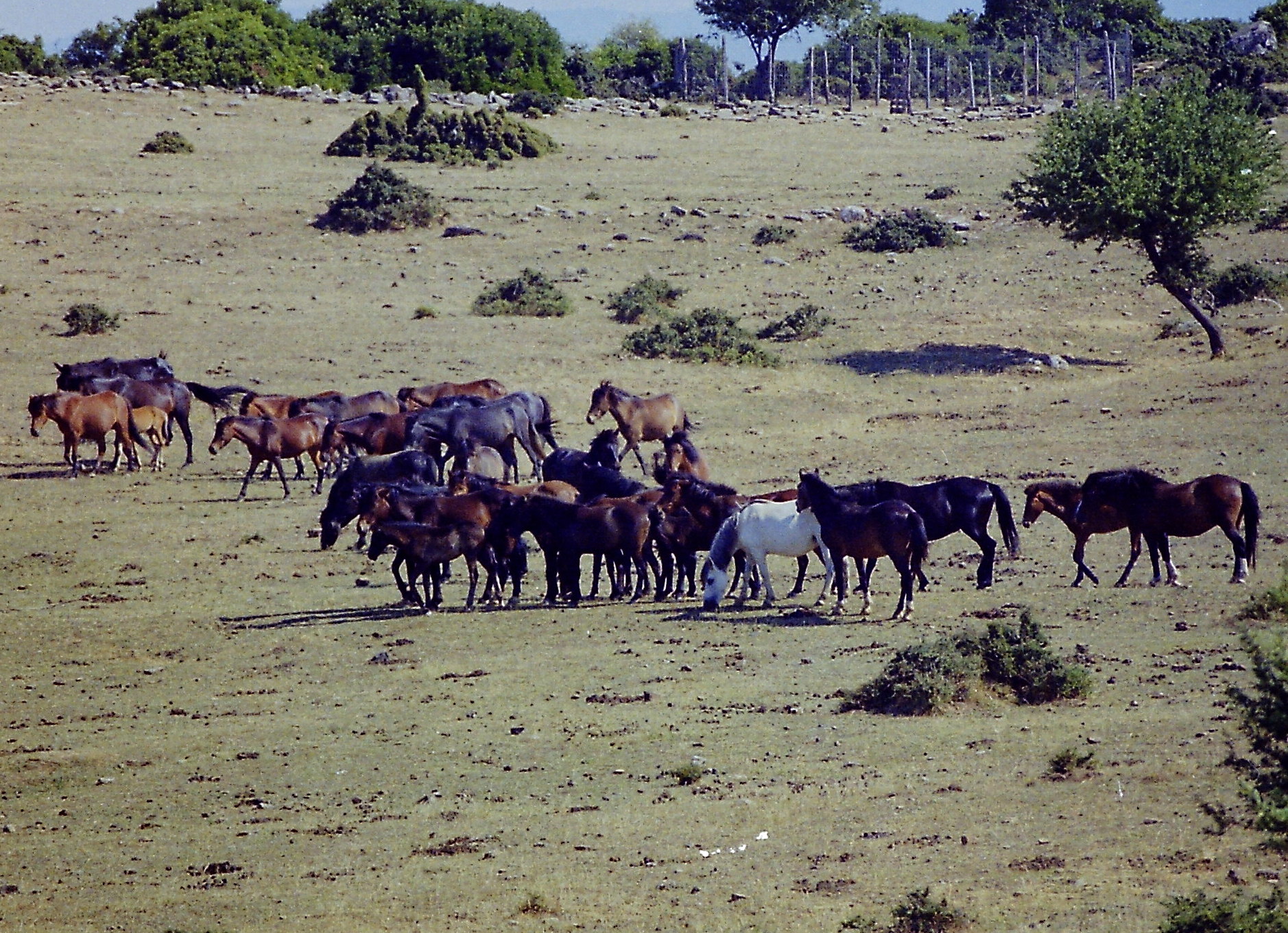 σκοτώνουν-τ-άλογα-όταν-κατεβαίνουν-σ-562222378