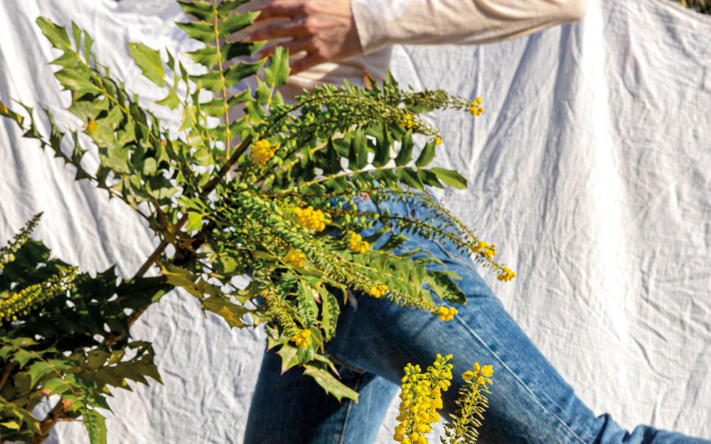 μαωνία-ο-αειθαλής-θάμνος-που-επιβιώνε-562247482