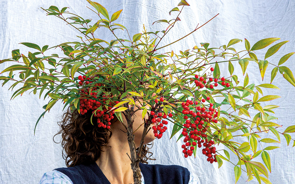 ναντίνα-ο-θάμνος-που-θα-φέρει-την-άπω-α-562226707